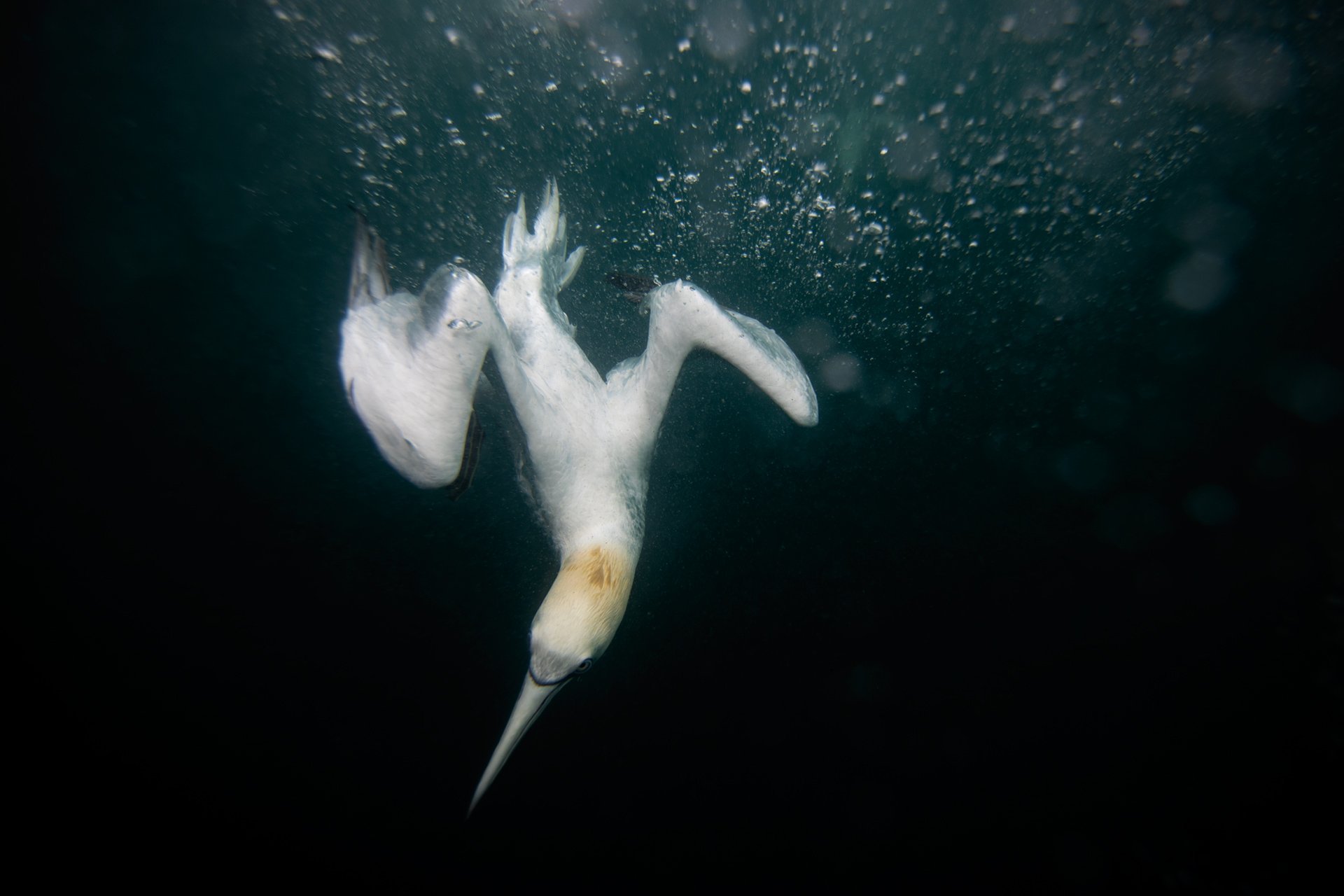 Northern gannet underwater